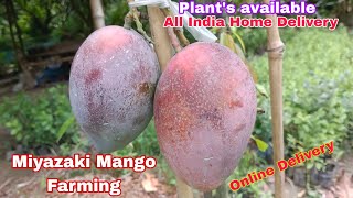 Miyazaki Mango Farming in IndiaWorlds most expensive mangoPlants available Call9339721064 [upl. by Anwahsar]