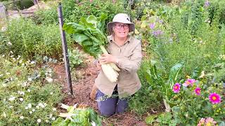 How to pick silverbeet Trish The Gong Gardener [upl. by Iidnarb]