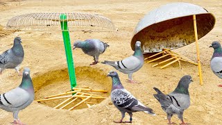 Easy Pigeon Trap 100 Work  How To Make Double Birds Trap  qbtraps [upl. by Adnawed]