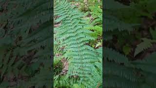 Nerecznica mocna Dryopteris affinis agg [upl. by Erdnael]