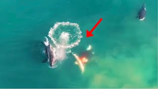 Footage Captures Killer Whales Eating Great White Shark Sharks vs Orcas [upl. by Aticnemrac]