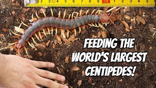 GIANT CENTIPEDE PET FEEDING Scolopendra gigantea [upl. by Marmawke57]