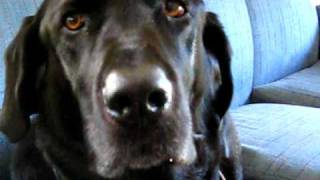 Cute black lab talking [upl. by Fields]