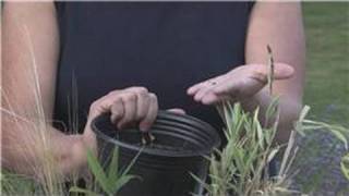 Edible Gardening  How to Grow Flax Seed [upl. by Lrat]