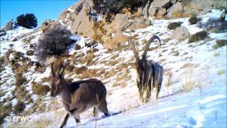 Bezoar Goats in Caucasus Wildlife Reserve  Armenia [upl. by Ynnal]