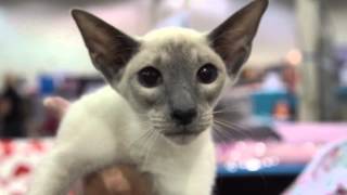 Cat Breed Spotlight Siamese Cats [upl. by Nitsreik]