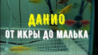 ДАНИО ОТ ИКРЫ ДО МАЛЬКА  РАЗВИТИЕ ИКРЫ ДАНИО  DANIO FROM CAVIAR TO FRY [upl. by Yoreel]