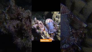 Giant Triton Snail on the move subscribe night snorkeling kwajalein [upl. by Dionis]