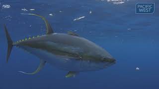 Know your tuna 1080p [upl. by Omidyar]