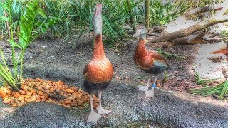 Black Bellied Whistling Duck Call [upl. by Godbeare]