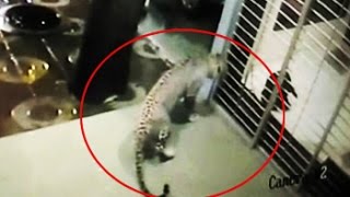 Caught on Camera Dog chases away leopard from house in Mumbai [upl. by Berman]