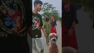 DOG FUNNY REACTION 😅😅 ytstudio youtubeshorts comedy funny ytshort [upl. by Atibat]