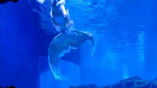 Mermaid Show in India  VGP Marine Kingdom  Chennai [upl. by Radbourne522]