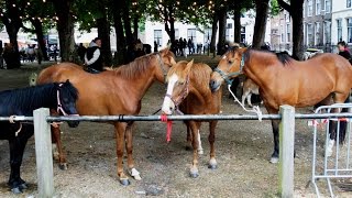 Paardenmarkt  2e Pinksterdag  Heenvliet 2015 [upl. by Bromley]