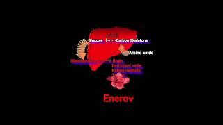 Amino Acids amp Energy output Metabolism Made Easy [upl. by Aalst931]