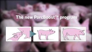 Presenting the PorcBoost™ Program [upl. by Aleira]