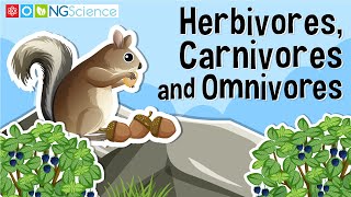 Herbivores Carnivores and Omnivores  What Animals Eat  Types of Animals  Science Lesson for Kids [upl. by Airretal]