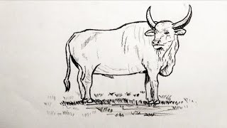 Bull Sketch Tutorial for Beginners Easy bull sketch bull [upl. by Domonic]