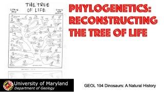 Lecture 13 Phylogenetics The Tree of Life [upl. by Aicemat]