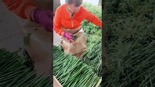 Thornless Rose Cutting As Root Stocks For Rose Tree Grafting farming plants flowers [upl. by Beker]