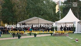 Hannoveraner Hengstkörung 2018  Erste Besichtigung auf der Dreiecksbahn [upl. by Eniledgam]