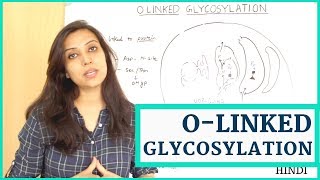 Olinked Glycosylation  N Linked vs O Linked [upl. by Annola]