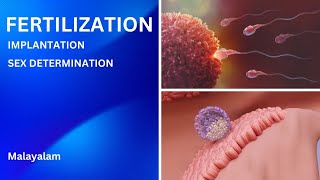 Fertilization  Implantation  Sex Determination  Malayalam  FYUGP  Health amp Sex Education [upl. by Ainel499]