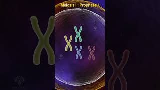 Prophase 1 meiosis  meiosis cell division shorts shortsvideo [upl. by Sorips958]