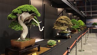 Hwa Fong Bonsai exhibition 2017 [upl. by Nomelihp]