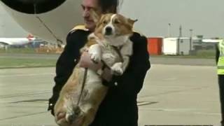 Queen with corgis at Heathrow  timecoded rushes [upl. by Sotsirhc668]