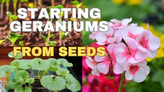 How to Grow Geraniums from Seeds for Early Blooms🍃🌸 sowing geranium  pelargonium seeds [upl. by Elish]