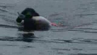 Ewe Necked Dogs Swim and Retrieve a Heavy Duck [upl. by Alo]