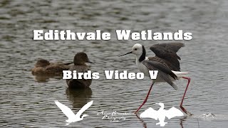 Edithvale Wetlands Birds Video V [upl. by Ambrosius]