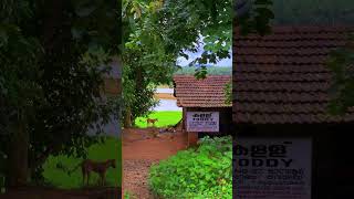 Toddy shop in Kerala palakkad kerala gramam palakkadkerala [upl. by Ellecram]