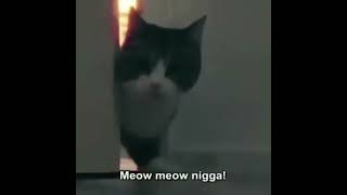 Meow meow Ni🅱️🅱️A [upl. by Beyer]