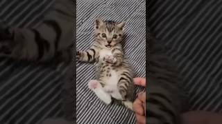 miao miao cat song 😺 shorts youtube [upl. by Bunder510]