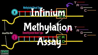 Infinium Methylation Assay  Illumina Methylation Assay [upl. by Aehtorod909]