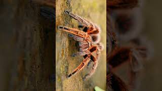 ² 🦀♤¹★⁴☆² Araneae  Spiders  Observed in Description [upl. by Ravid190]