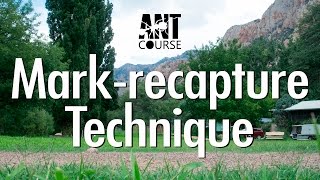 Ant Course Presents Markrecapture Technique [upl. by Selym]