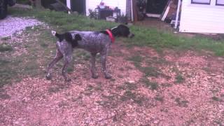 Ginger stalking a cat German Shorthaired Pointer [upl. by Nyrroc]