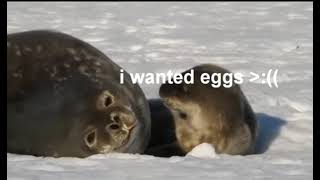 Captioned Seal 2 The Need for Eggs  reupload [upl. by Mutua]