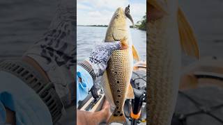 This Redfish Had Soo Many Spots amp The TAXMAN Almost Got Him redfish inshorefishing shorts [upl. by Howund692]