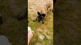 Malinois Puppy afraid of cauliflower [upl. by Nnoved]