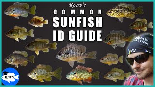 Identify Any Common Sunfish  Koaws Guide to Sunfishes Lepomis [upl. by Bradley]