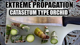 EXTREME PROPAGATION 101  CATASETUM ORCHID [upl. by Mahau201]