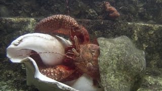 Giant Hermit Crab Changing Shells  Documentary Short  1080p [upl. by Hendrick]