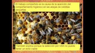 Abejas elimínan las Varroas  ResistantBeescom [upl. by Blanch]