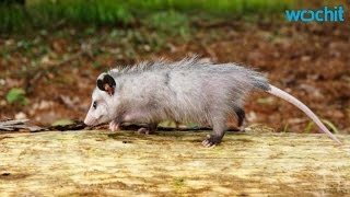 Opossums Are a Ticks Greatest Enemy [upl. by Lauri440]