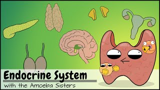 Hormones amp the Endocrine system updated [upl. by Alan]