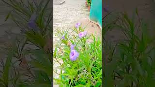 Beautiful 😊 💜 Ruellia tuberosa 💞  BLOSSOM 🌸 BEAUTY  nature [upl. by Keele]